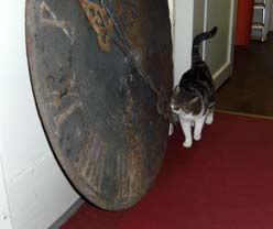 Kellerkino Katze